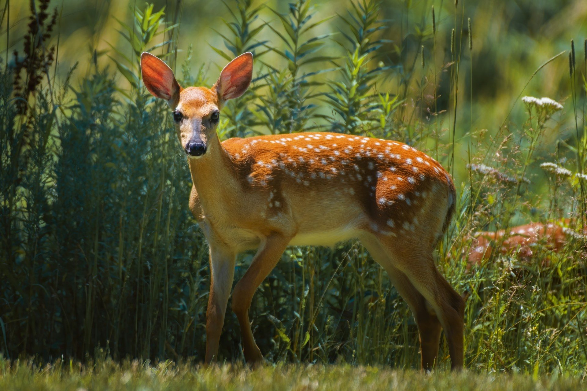 Yala National Park Full Day Safari Including Meals